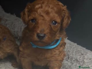 Toy Poodle dogs Tiny red toy poodles, kc dna health clear parents - Advert 16