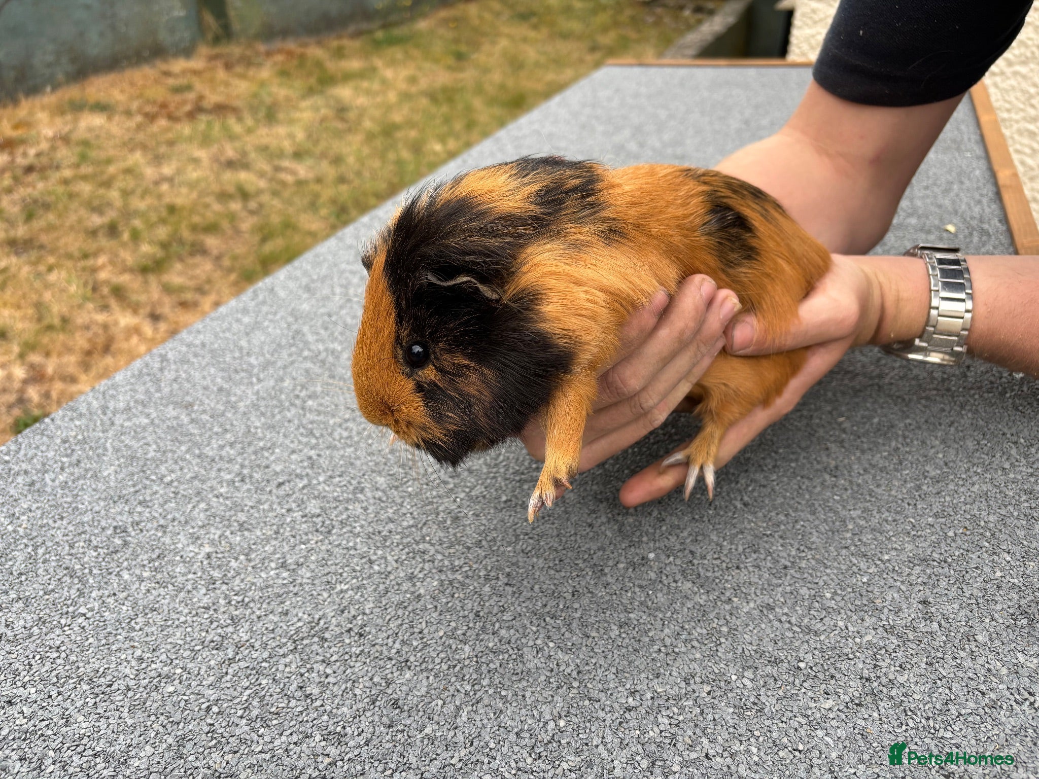 Guinea Pig rodents Guinea pigs for sale  - Advert 1