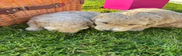 Standard Poodle dogs for sale: Standard Poodle Puppies  in Craigavon - Advert 6