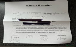 British Shorthair cats for sale: British shorthairs - Blue - Image 15