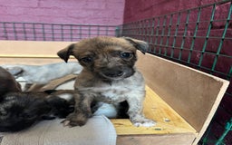 Mixed Breed dogs for sale: Beautifully Bred broken coated Lurcher Puppies - Image 11