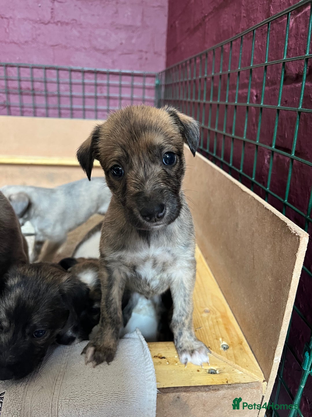 Mixed Breed dogs for sale: Beautifully Bred broken coated Lurcher Puppies - Image 11