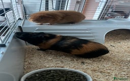 Guinea Pig rodents for sale: 2 Male Guinea Pigs - Advert 5