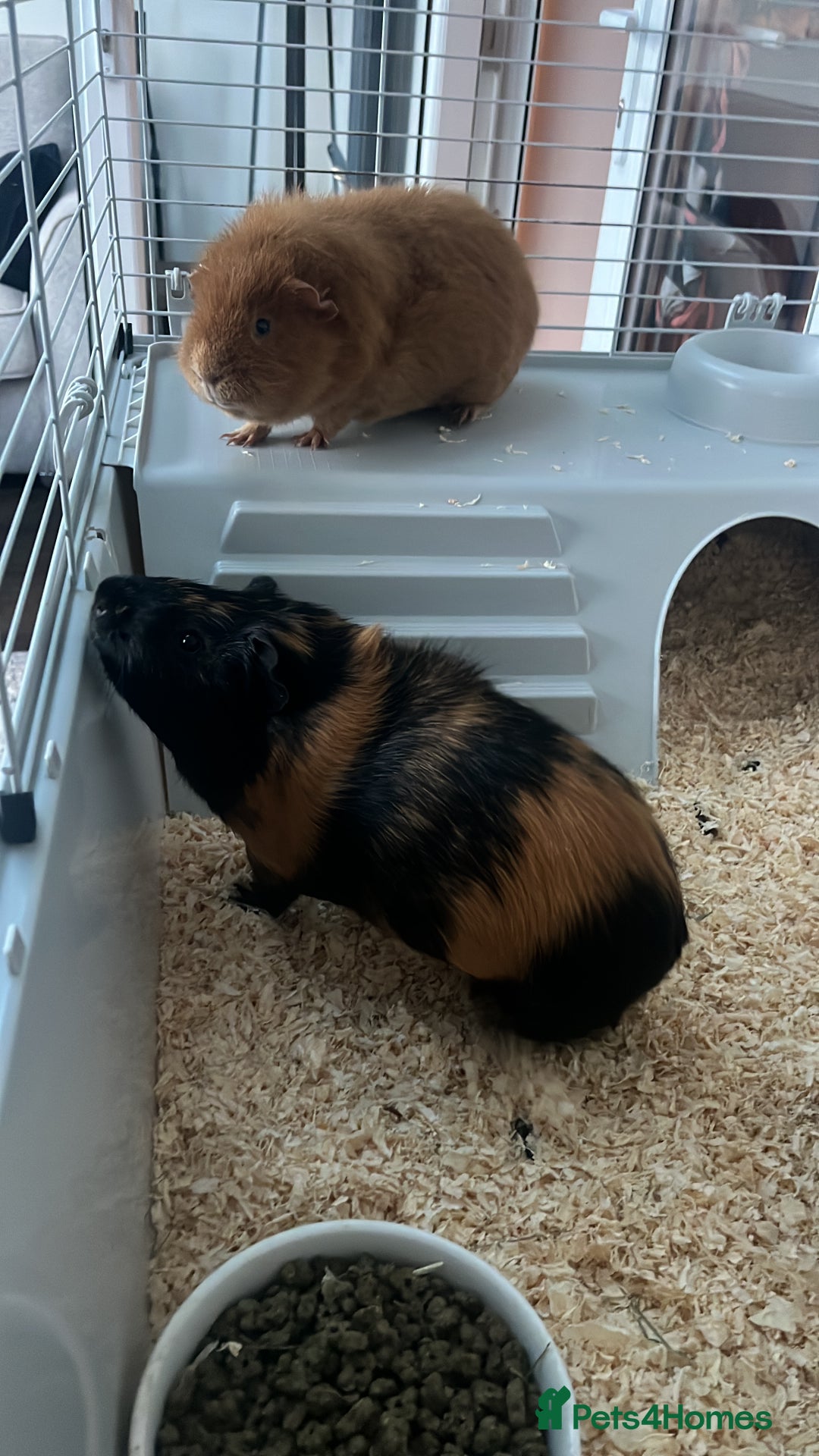 Guinea Pig rodents for sale: 2 Male Guinea Pigs - Advert 5