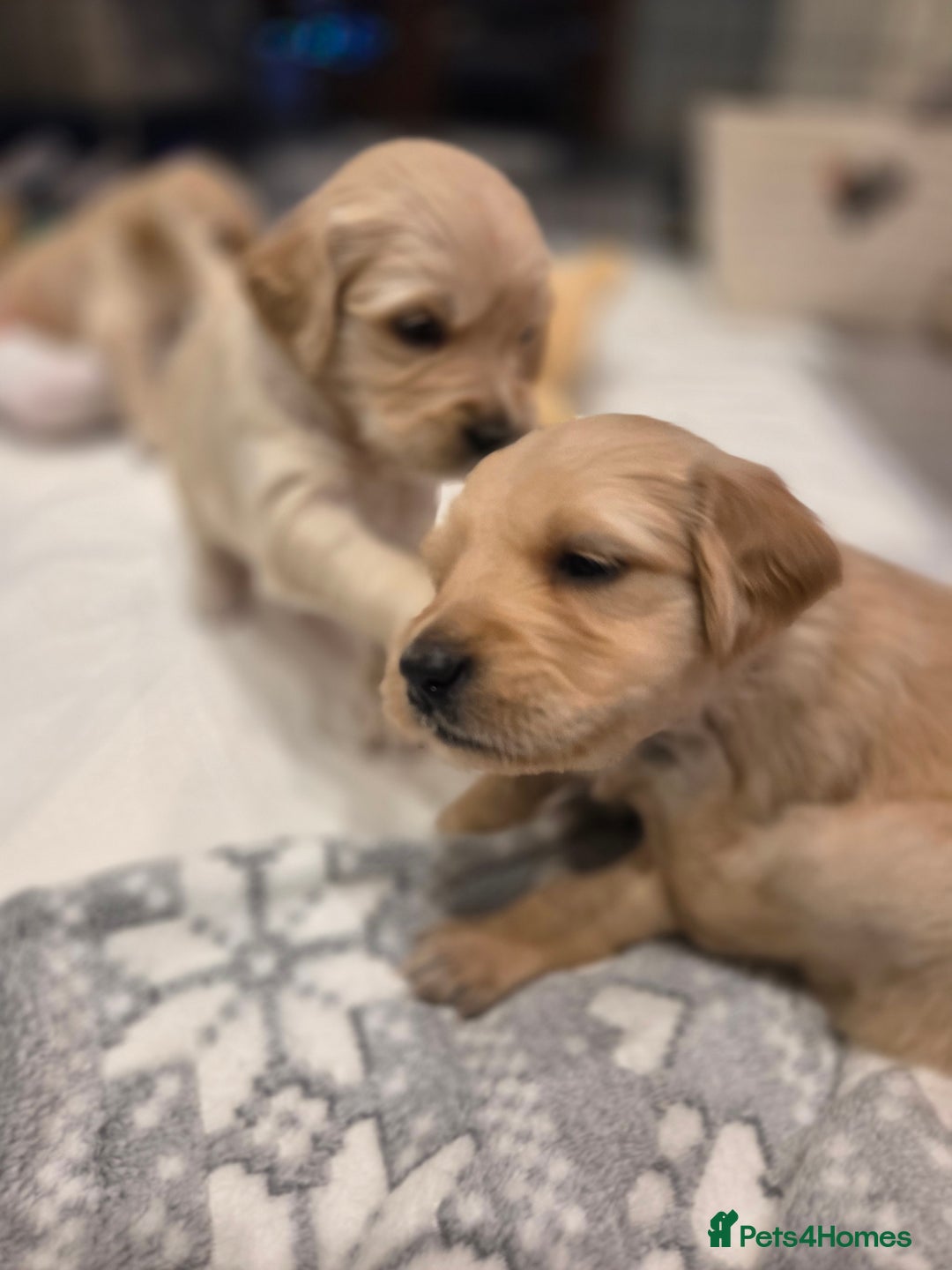 Golden Retriever dogs for sale: KC registered Beautiful Golden retriever puppies  - Advert 5