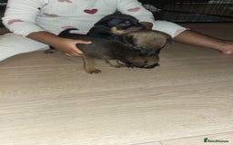 Mixed Breed dogs for sale: Beautiful Ridgeback Staffy x Rottweiler Puppies - Advert 24