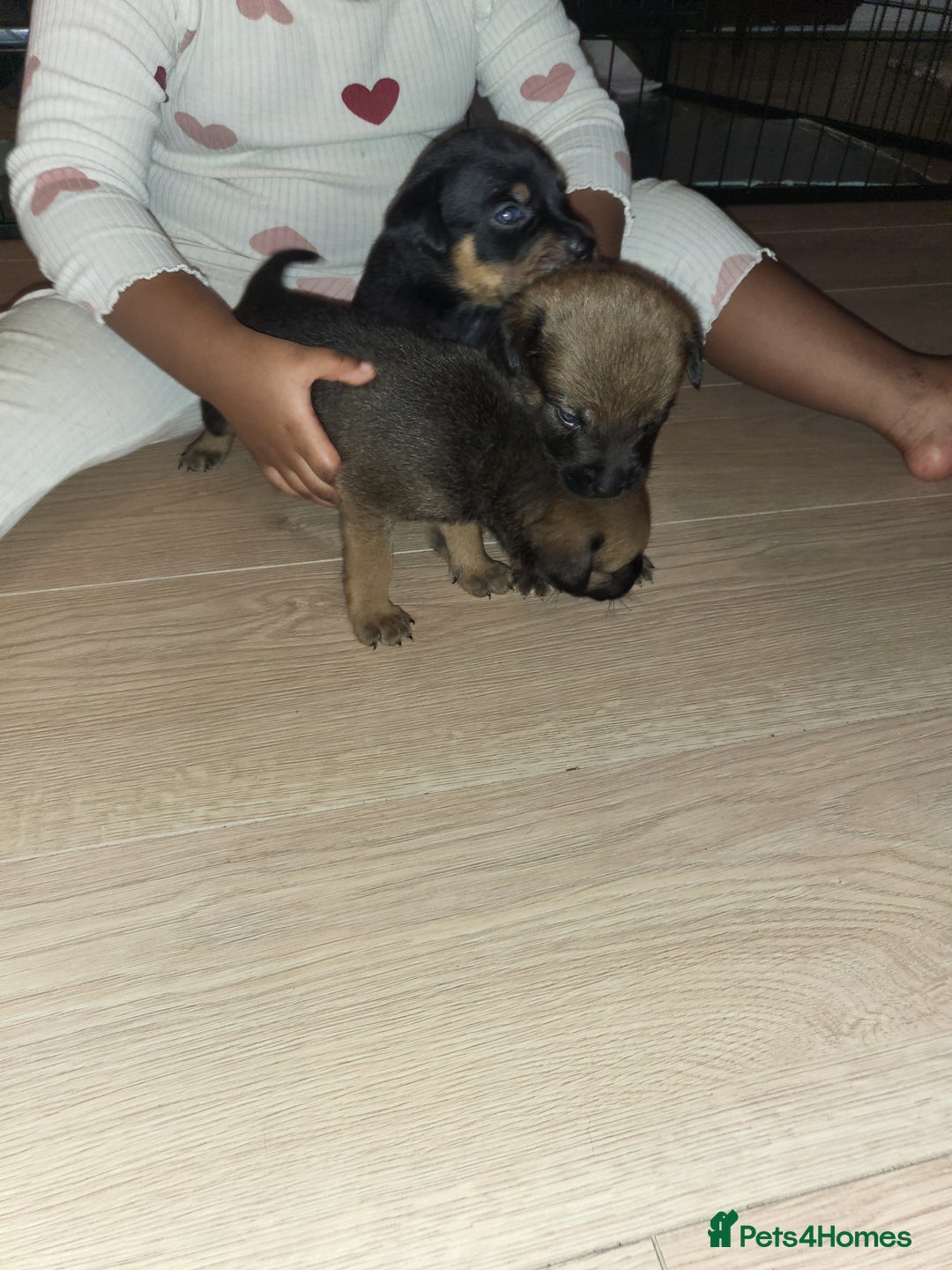Mixed Breed dogs for sale: Beautiful Ridgeback Staffy x Rottweiler Puppies - Advert 24