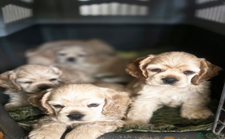 American Cocker Spaniel dogs - Advert 3