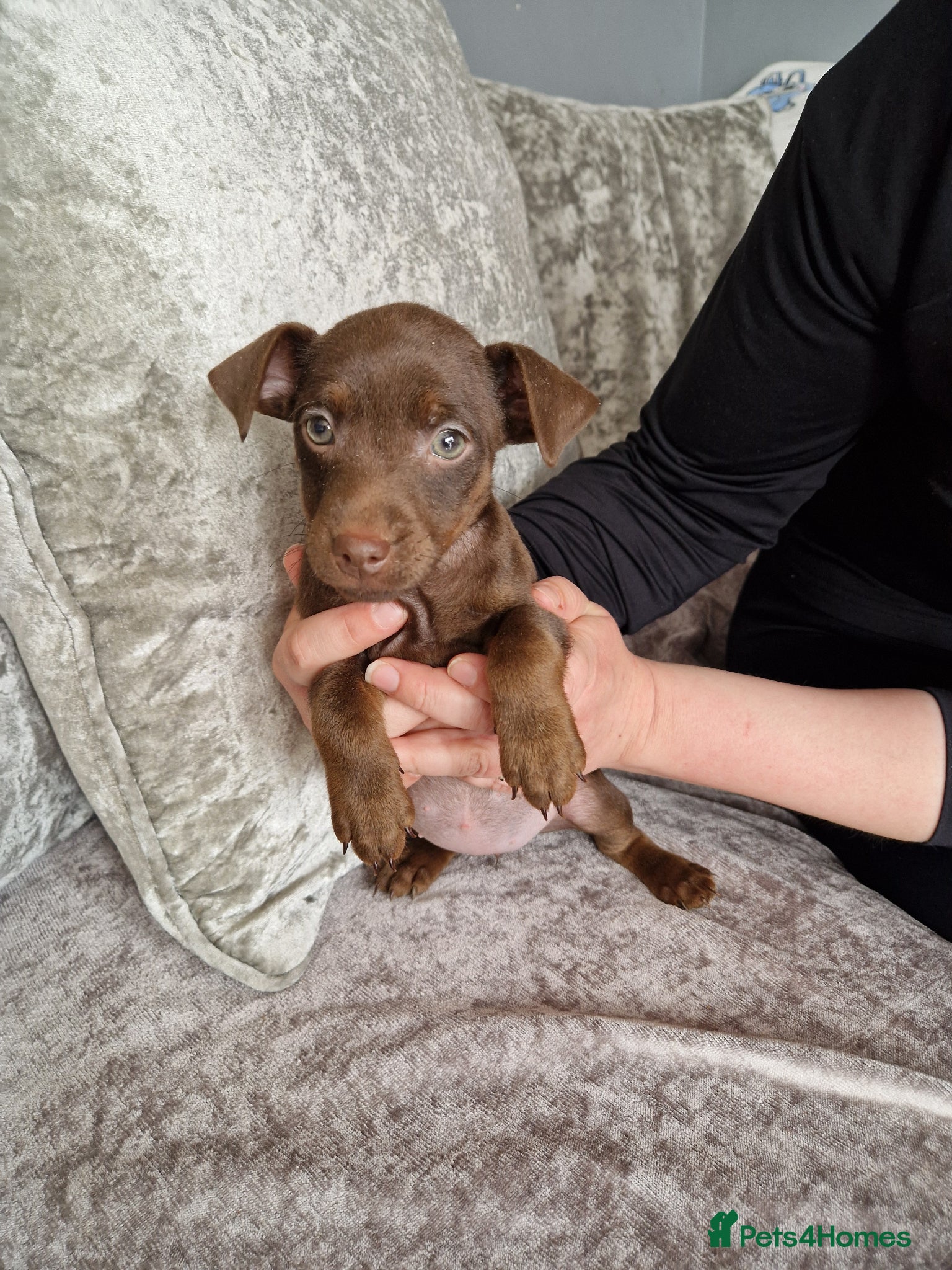 Patterdale Terrier dogs 1 chocolate patterdale bitch ready to leave now - Advert 6