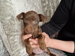 Patterdale Terrier dogs 1 chocolate patterdale bitch ready to leave now - Advert 6