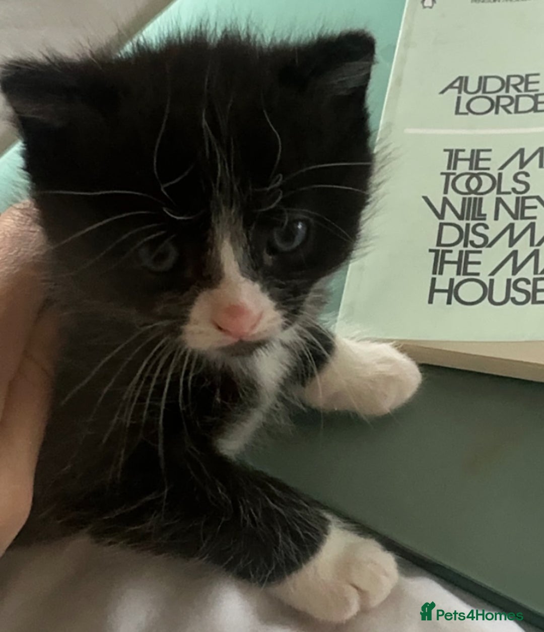 Mixed Breed cats for sale: 7 week Female Tuxedo Kitten  - Advert 1