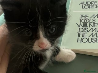 Mixed Breed cats 7 week Female Tuxedo Kitten - Advert 1