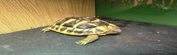 Hermann Tortoise reptiles for sale: Western Hermann tortoise for sale with full set up - Advert 1