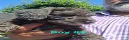 Miniature Dachshund dogs for sale: Gorgeous Mini-Wire Dachsund Doodle pups - Advert 4