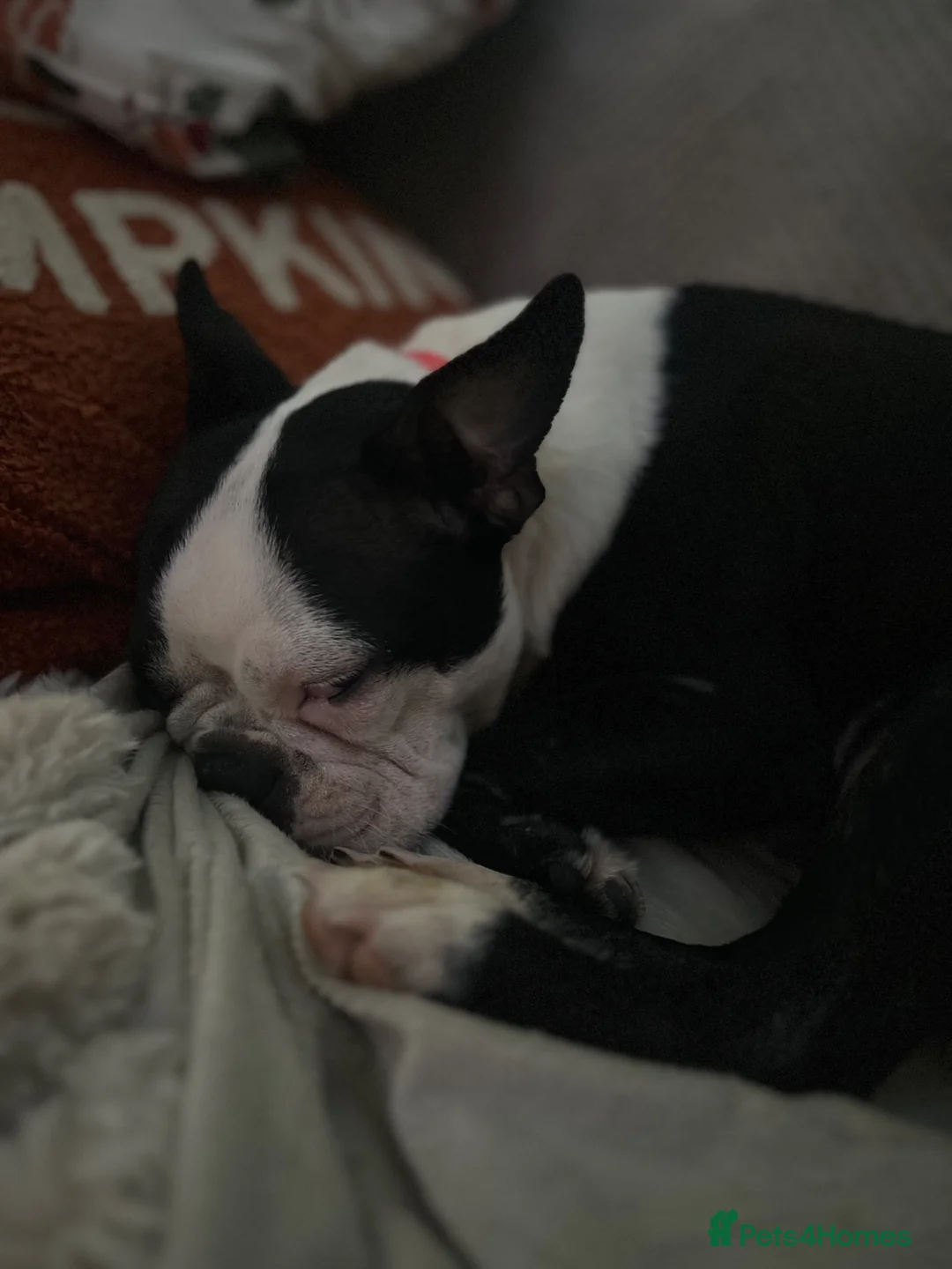 Boston Terrier dogs for sale: Male boston pup - Advert 2