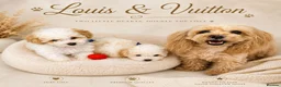 Maltipoo dogs for sale: Maltipoo Twin Boys Louis & Vuitton White & Apricot in Northolt - Advert 6
