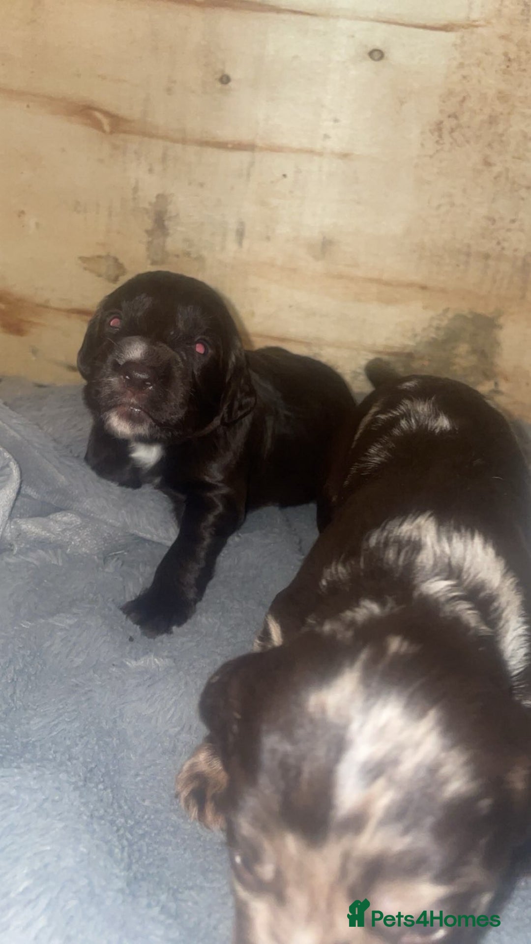 Cocker Spaniel dogs for sale: Beautiful cocker spaniels  - Advert 12