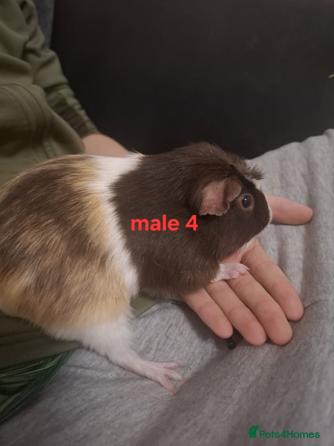 Guinea Pig rodents for sale: Mixed sex guinea pigs - Advert 20