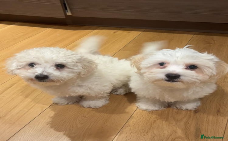 Maltipoo dogs - Advert 1
