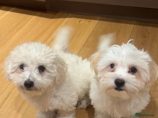 Maltipoo dogs - Advert 24