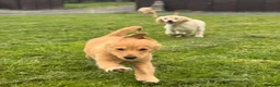 Golden Retriever dogs for sale: Healthy Beautiful GR Puppies - Advert 19