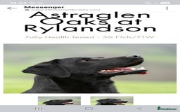 Labrador Retriever dogs for sale: Working labrador puppies  - Image 6