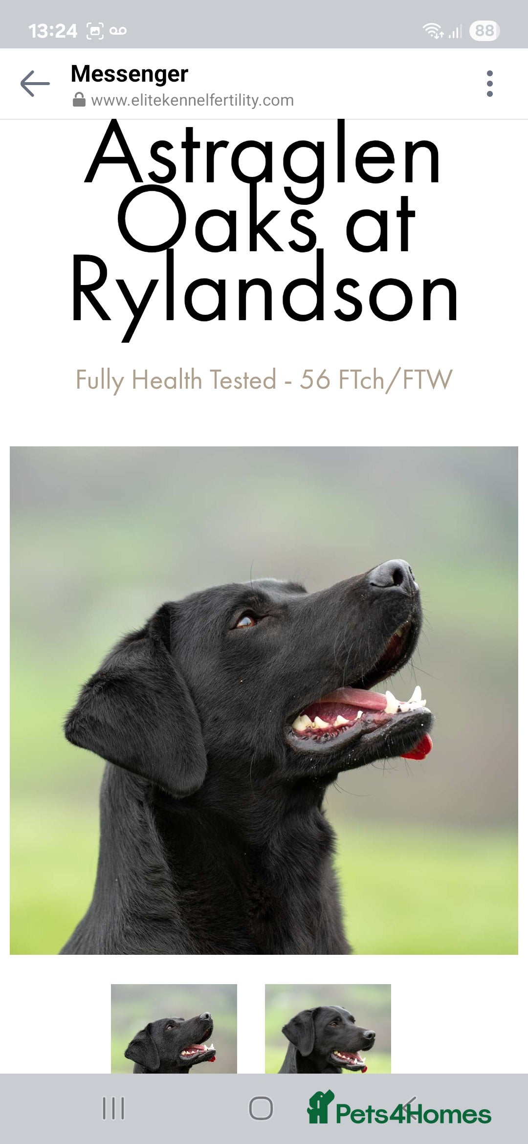 Labrador Retriever dogs for sale: Working labrador puppies  - Image 6