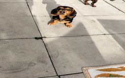Miniature Dachshund dogs for sale: 2 beautiful dachshunds left  - Image 6