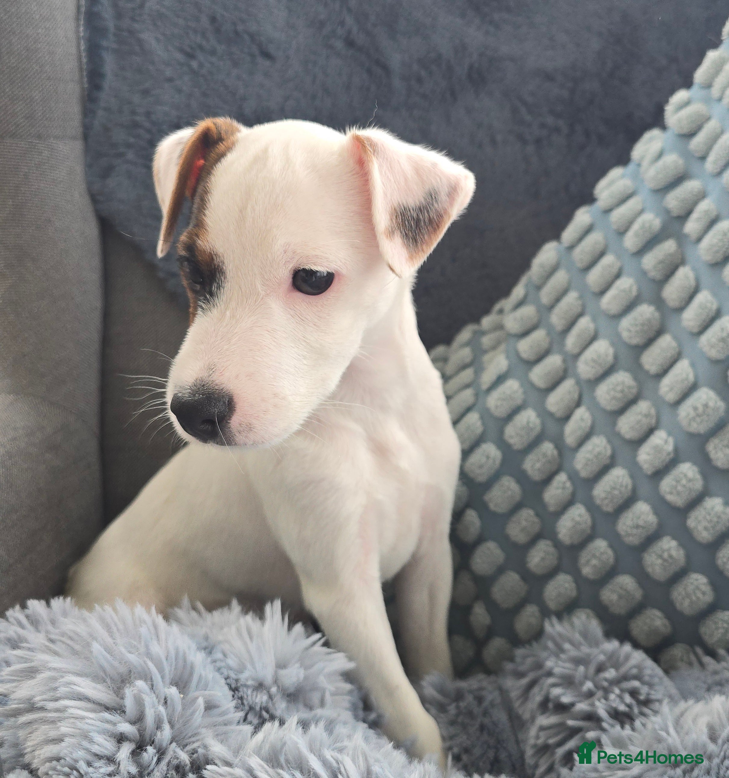 Parson Russell dogs One beautiful girl Parson Russell Puppies - Advert 14