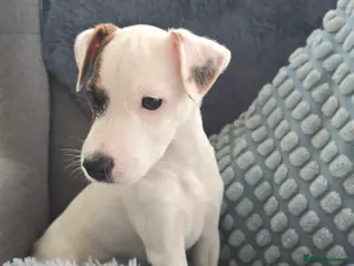 Parson Russell dogs One beautiful girl Parson Russell Puppies - Advert 14