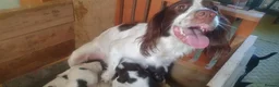 English Springer Spaniel dogs for sale: Beautiful springer spaniel puppies - Advert 16