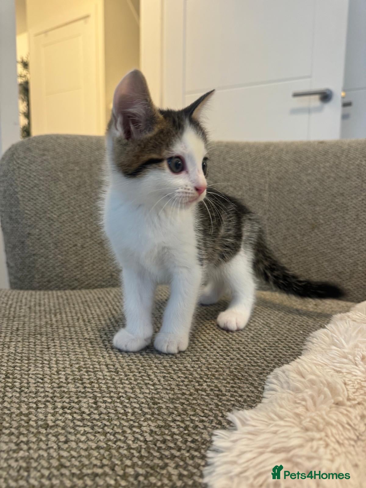 British Shorthair cats 🐾 Beautiful British Shorthair Kitten 🐾 - Advert 1