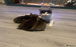 Mixed Breed cats for sale: Two adorable little girls  - Image 8