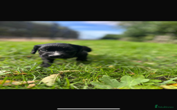 Cocker Spaniel dogs for sale: Working Cocker Spaniel Puppies - Image 15