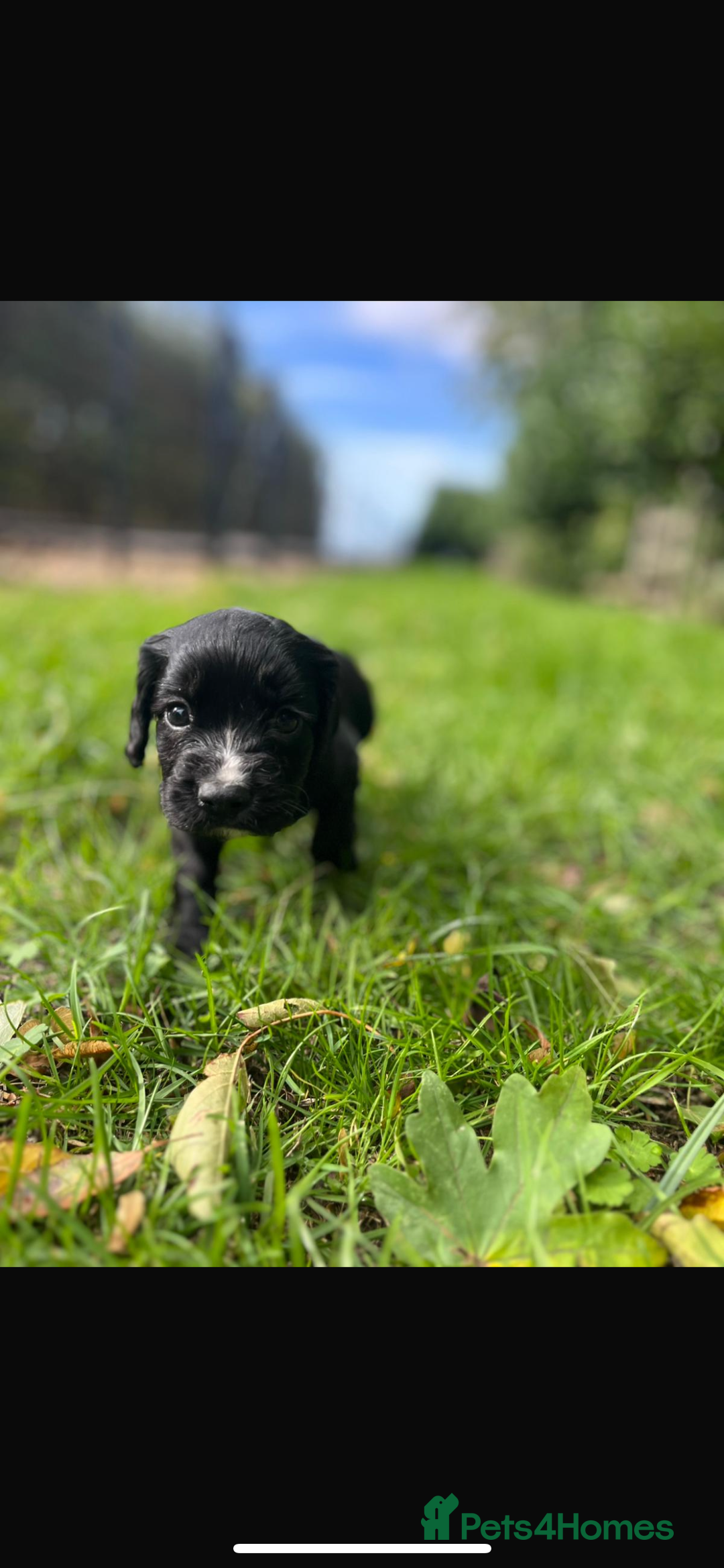 Cocker Spaniel dogs for sale: Working Cocker Spaniel Puppies - Image 15