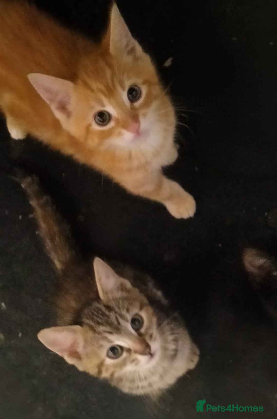 Ragdoll cats for sale: Beautiful Ragdoll x Kittens  - Advert 6