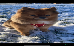 Pomeranian dogs for stud: Beautiful Pom for stud  - Advert 8