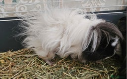 Guinea Pig rodents for sale: 3 Adorable Lunkarya available  - Image 4