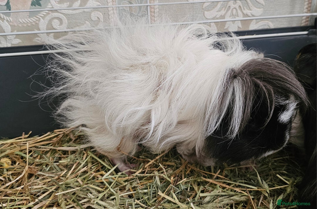 Guinea Pig rodents for sale: 3 Adorable Lunkarya available  - Image 4
