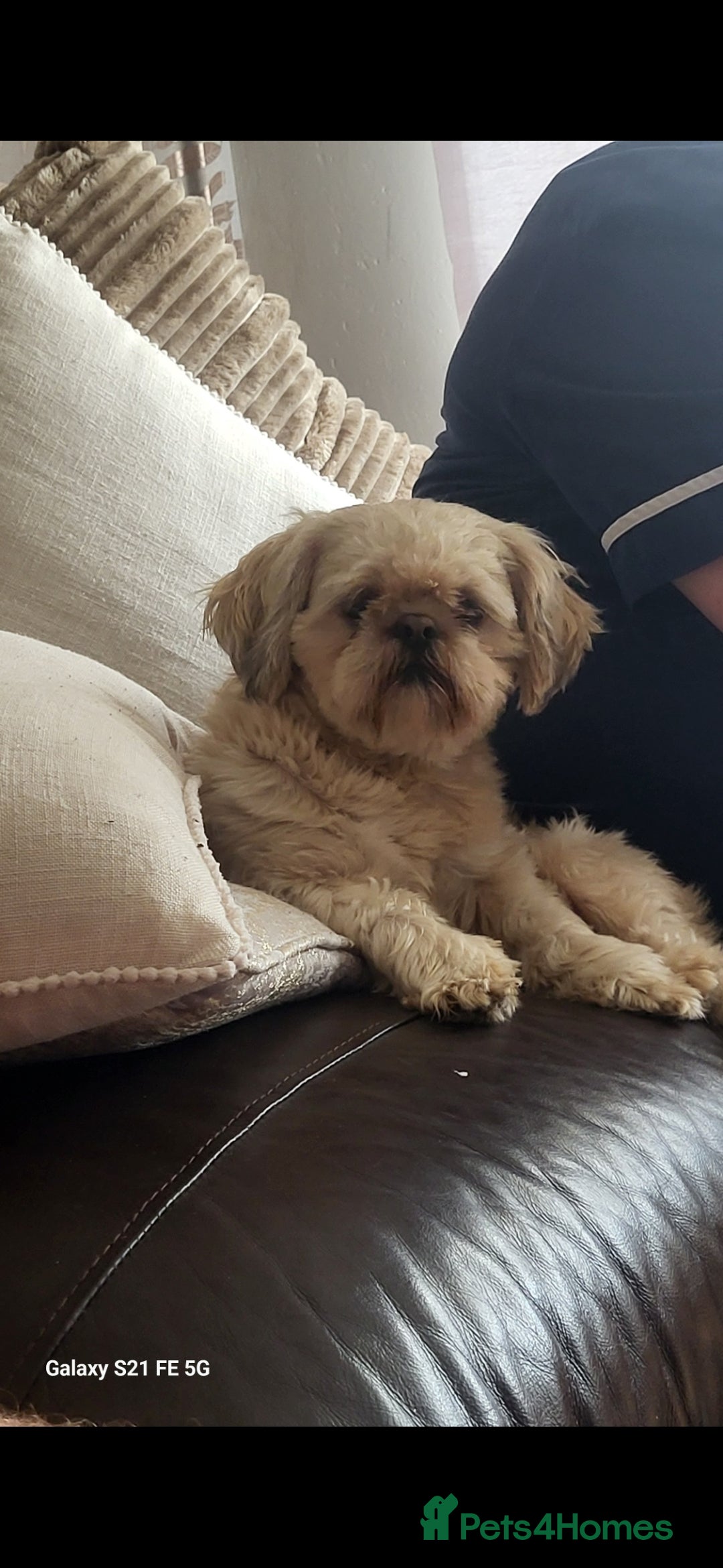 Mixed Breed dogs for sale: Shision/shitzu pups  - Advert 7