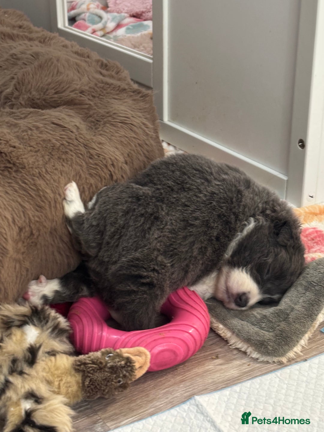 Border Collie dogs for sale: 4 border collie puppies - Advert 9