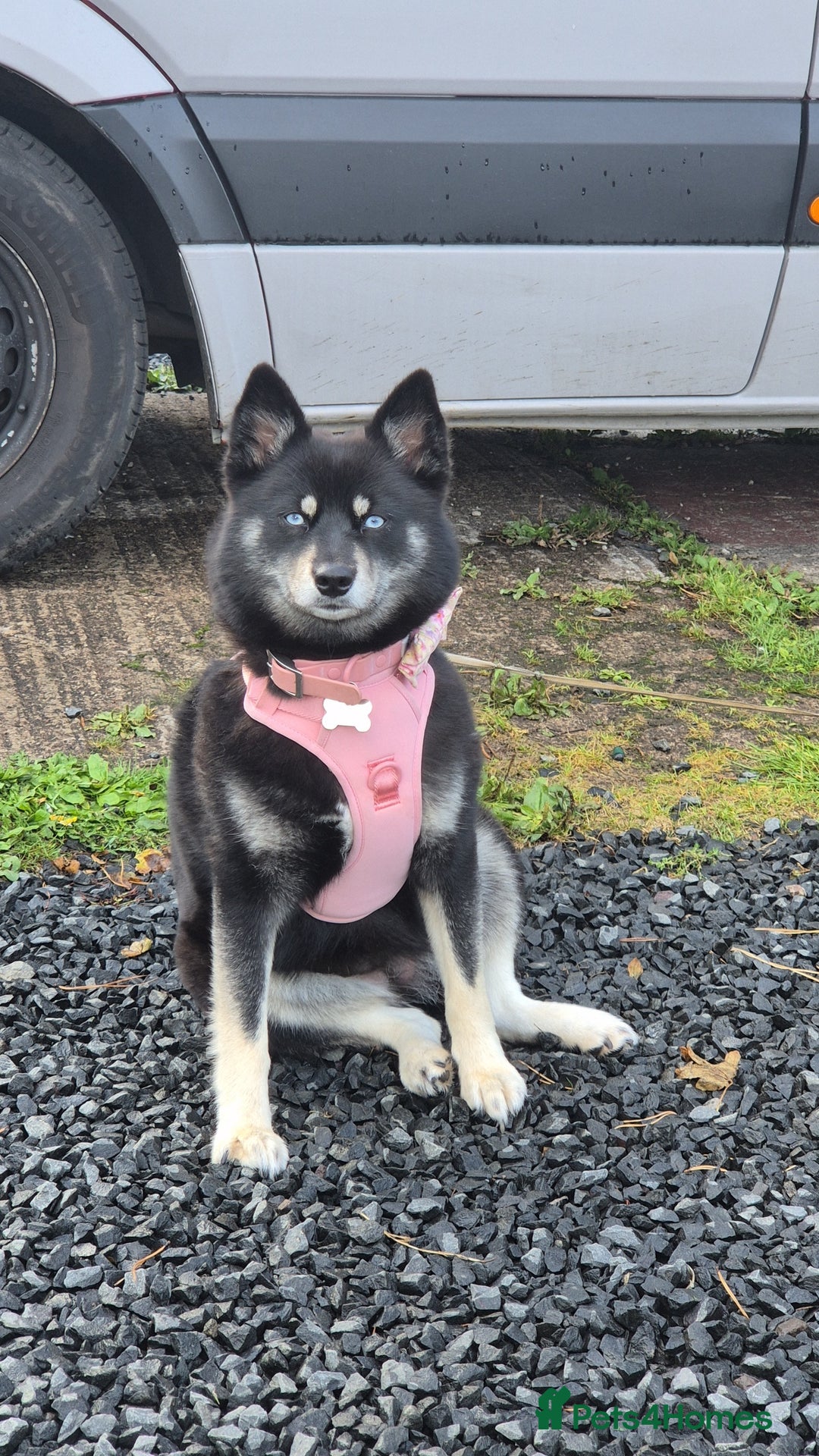 Pomsky dogs for sale: F2 blue eyed female pomsky - Image 10