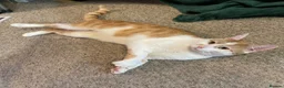 Mixed Breed cats for adoption: Tommy, handsome ginger boy in need of new home - Advert 2