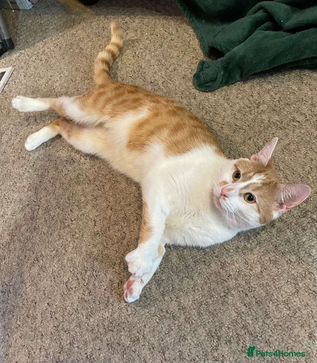 Mixed Breed cats for adoption: Tommy, handsome ginger boy in need of new home - Advert 2