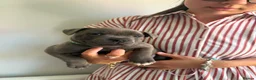 Staffordshire Bull Terrier dogs for sale: READY TO GO 08/06/26 KC REGISTERED BULLSCAFF PUPS in Walsall - Advert 17