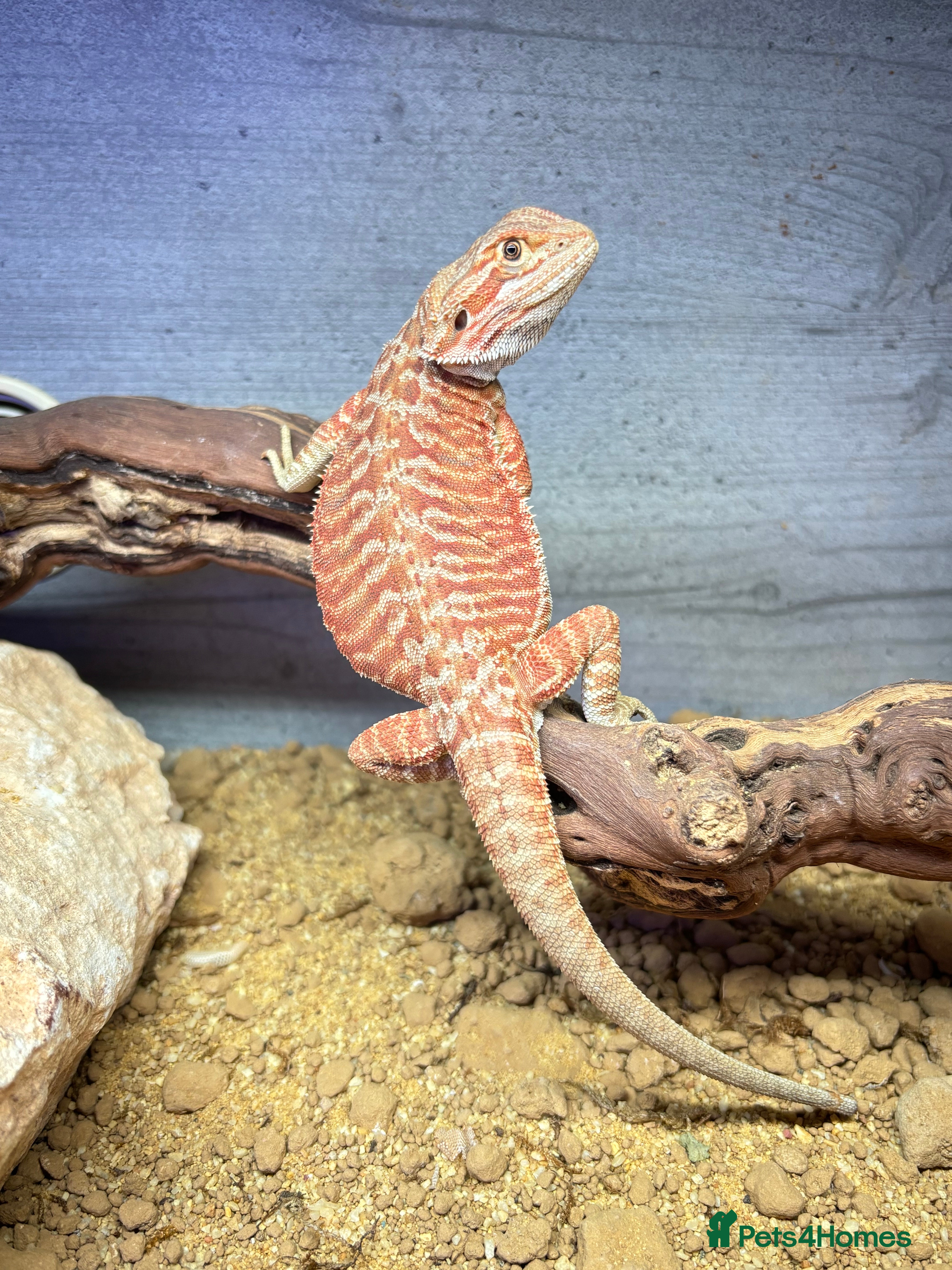 Bearded Dragon reptiles mixed morph bearded dragon  - Advert 10