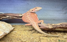 Bearded Dragon reptiles for sale: mixed morph bearded dragon  - Image 1
