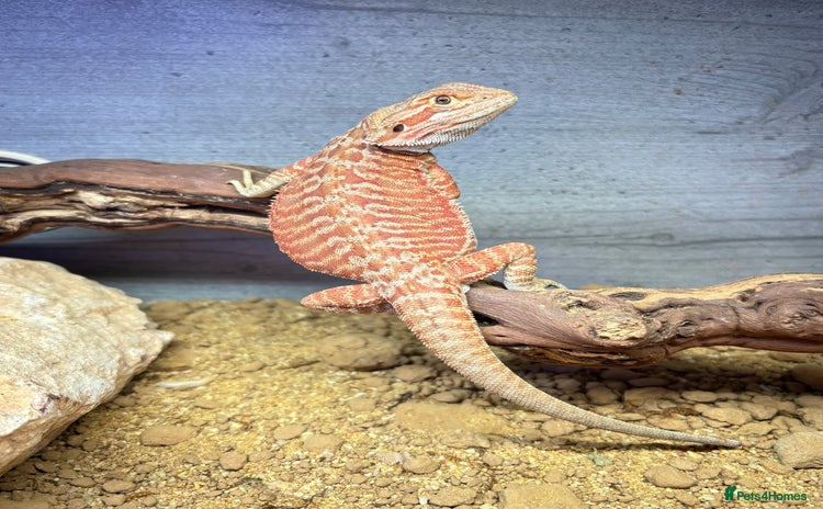 Bearded Dragon reptiles - Advert 1
