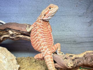 Bearded Dragon reptiles mixed morph bearded dragon - Advert 6
