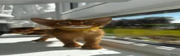 Abyssinian cats for sale: Abyssinian kittens  - Advert 15